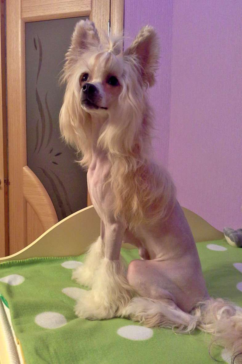 Zlato Dinastii Gabriel Delacour