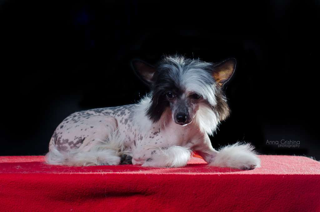 Dinastia Tsarista Iz Serebryannogo Raya