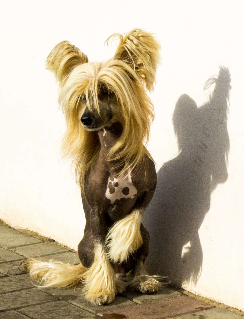 Hohlaty Glamour Jarro