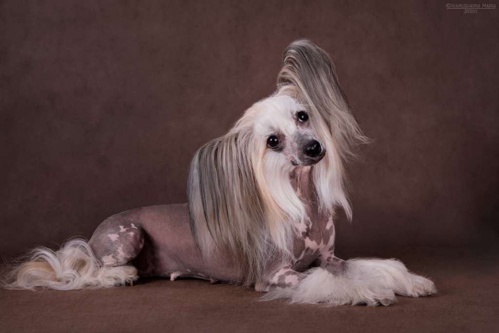 Hohlatyi Glamour Yanetta