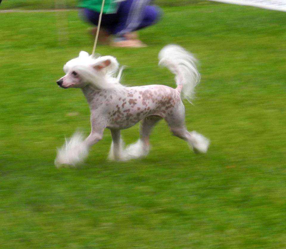 Polar Shane Next King