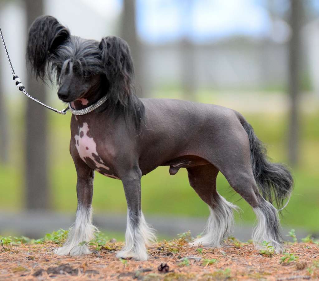 Artic Flyer's Kick Off