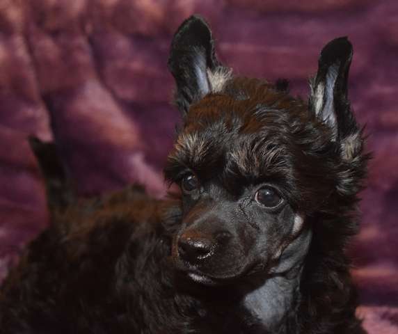 Artic Flyer's Killer The Man