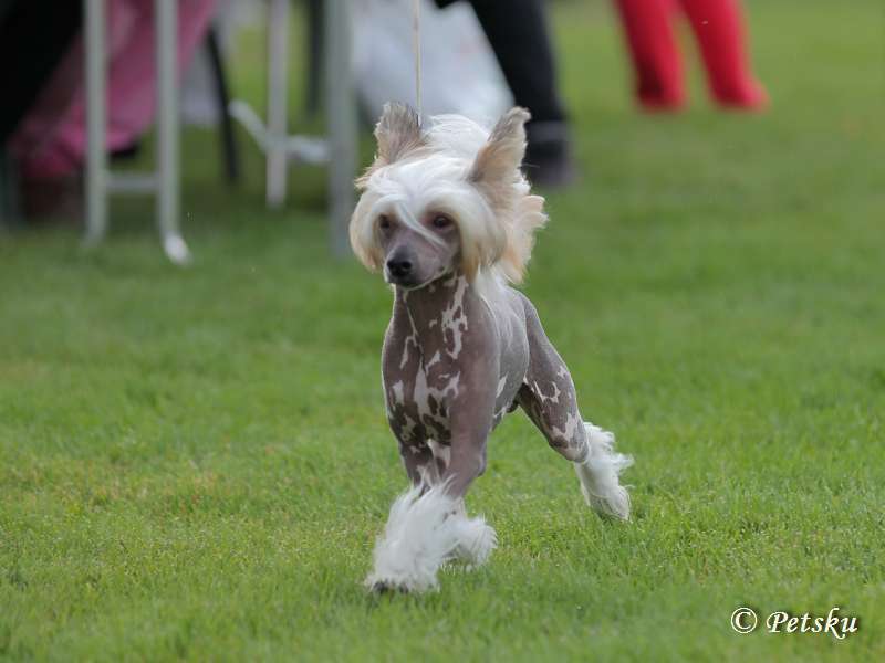 Crestiny's Holy Diver