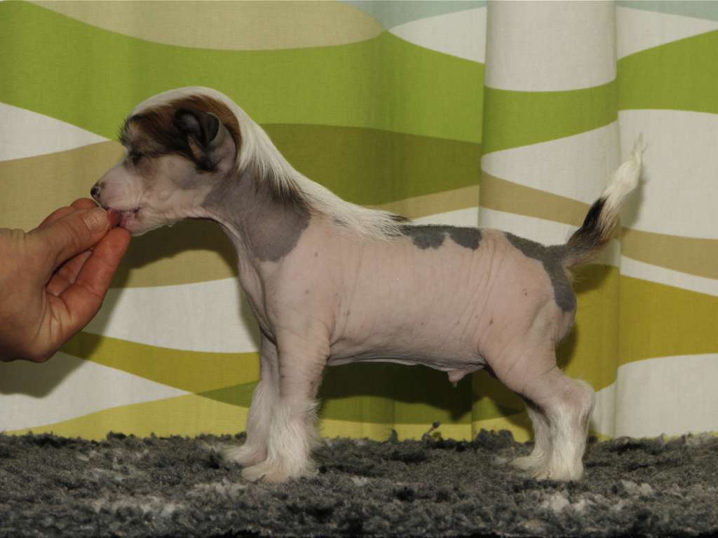 Crestiny's Highway Star