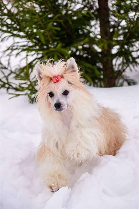 Wild Wind Iz Vishnyovogo Sada