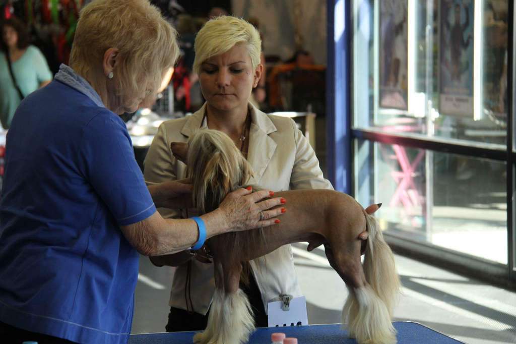 Hitline Ltd Bee Honey for Felici Amici