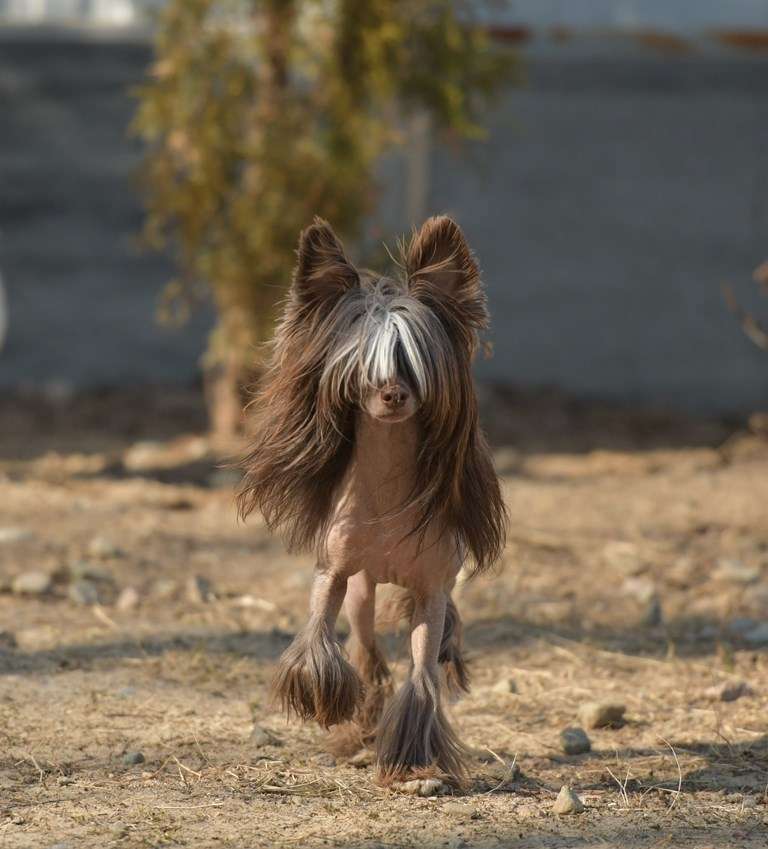 Hitline Ltd Best King