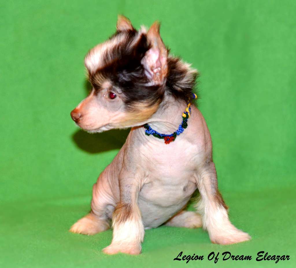 Legion Of Dream Eleazar