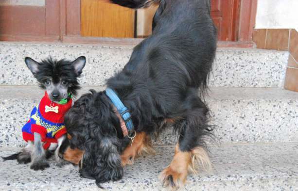 Enrico dello Bronco Piccolo Amico