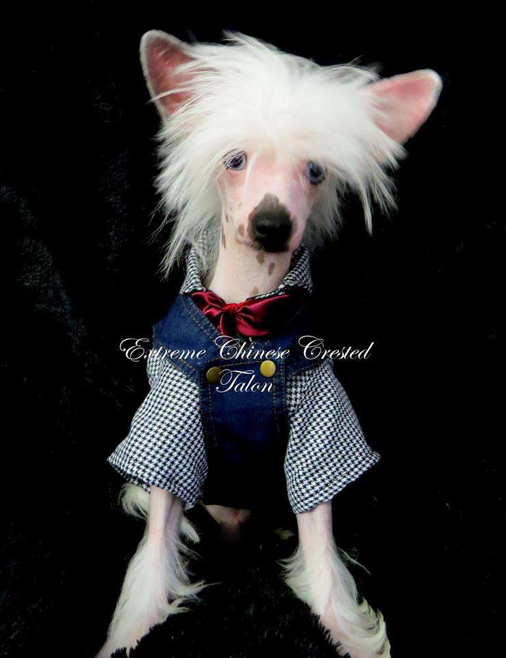 Extreme Blue Eagle "Talon"