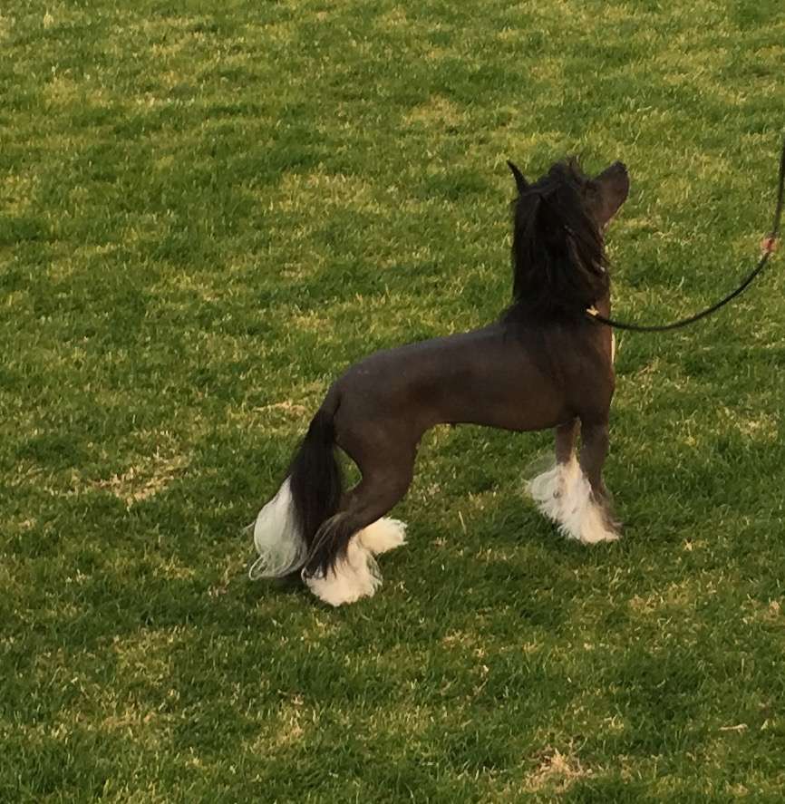 Wind, She Dances In The Dark