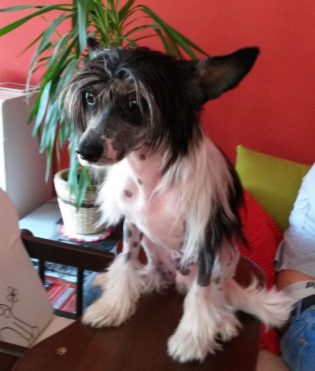 Akio    Garden Roses