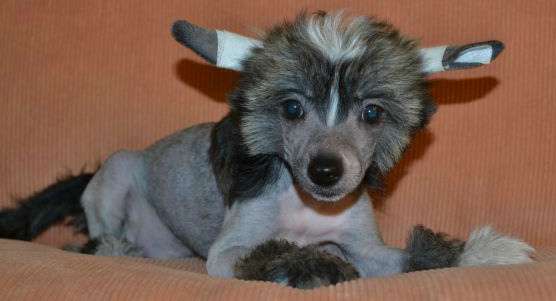 Landkris Paylina Blues