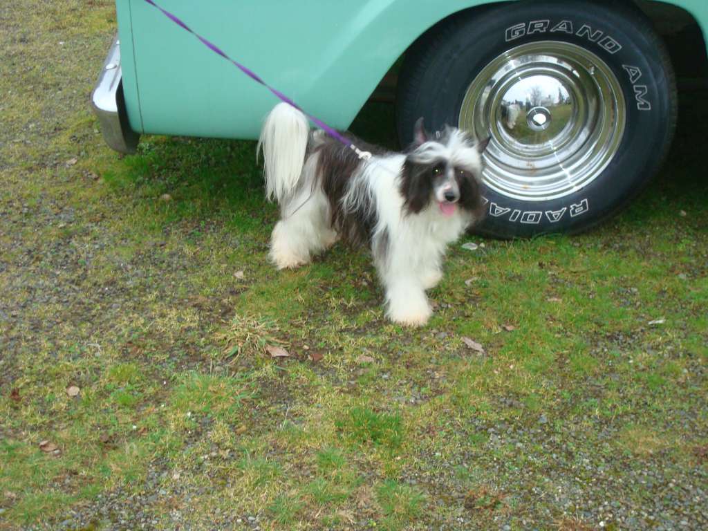 Intch, Natch. The Lion Lady's Serengeti Sametu