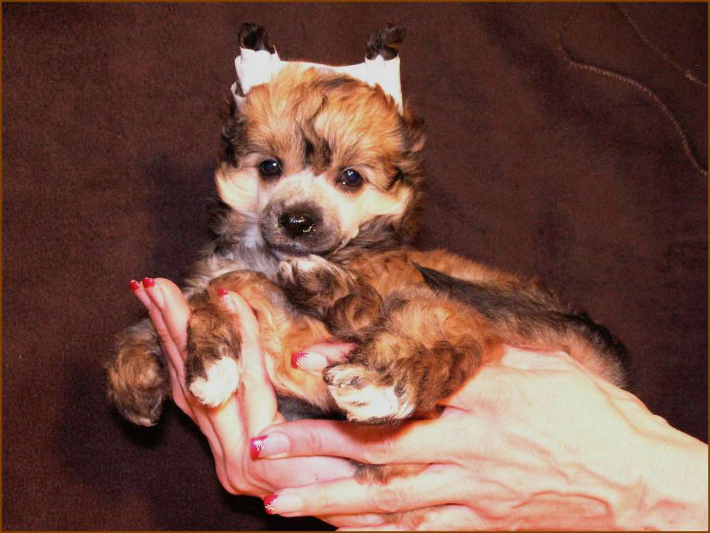 Balu Baldur von Starhemberg