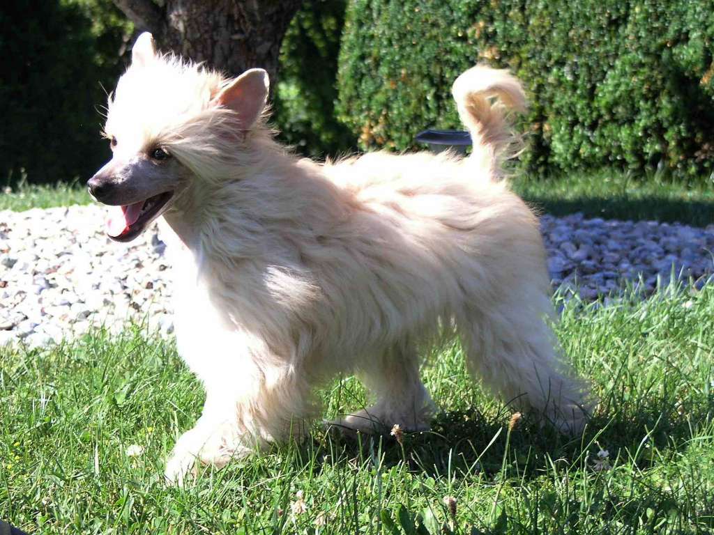 Bean Boomer von Starhemberg