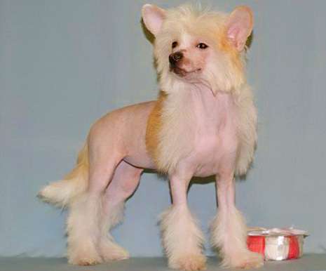 Infanta  Iz Vanill''nyh Snow