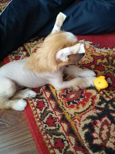 Zak Kerry  Rebis Iz Strani Cvetov