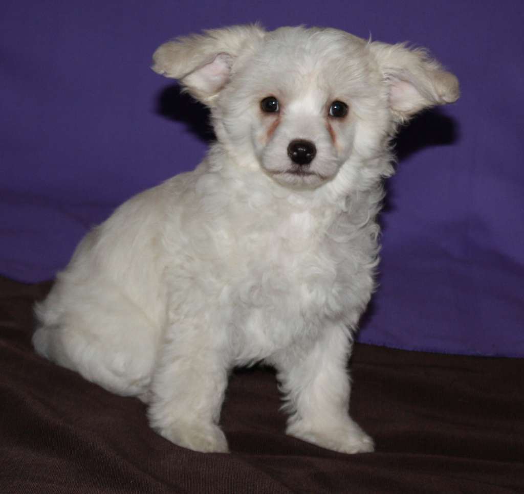 Fantazy Night Riki Bella