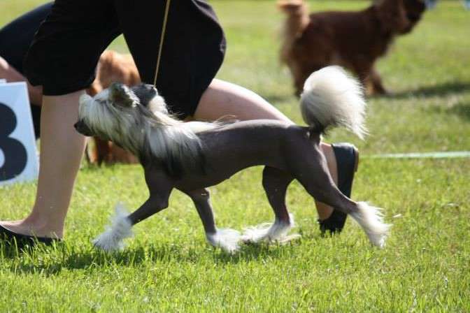 Windy Willow's Gooseberry