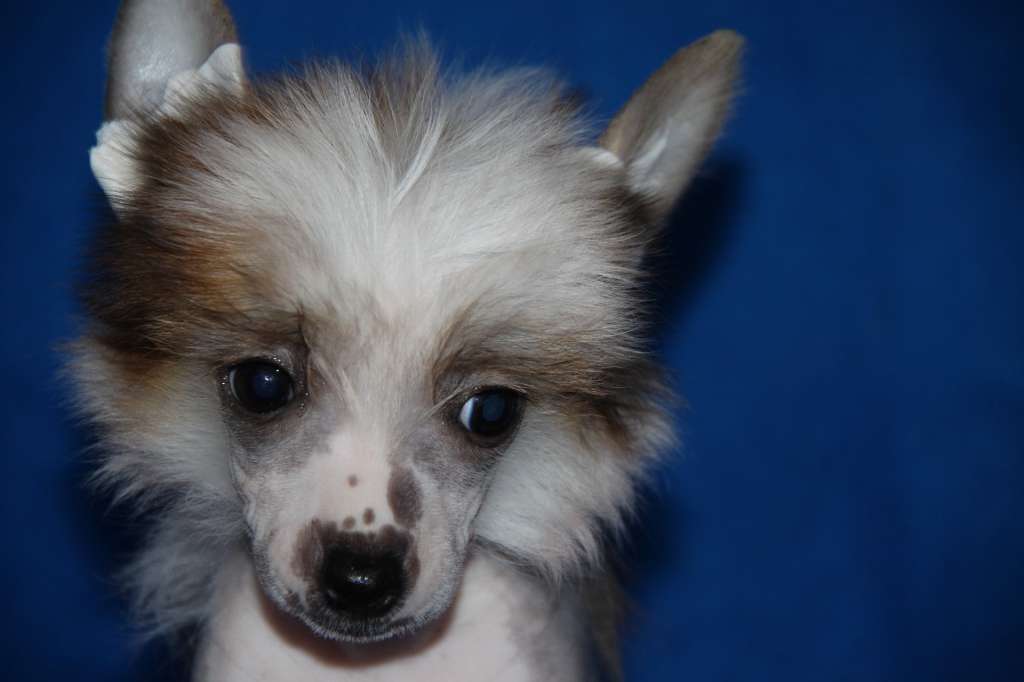 Zheneva-Debjut Keniya