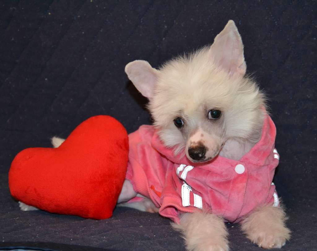 Alfa Romeo Beauty Style