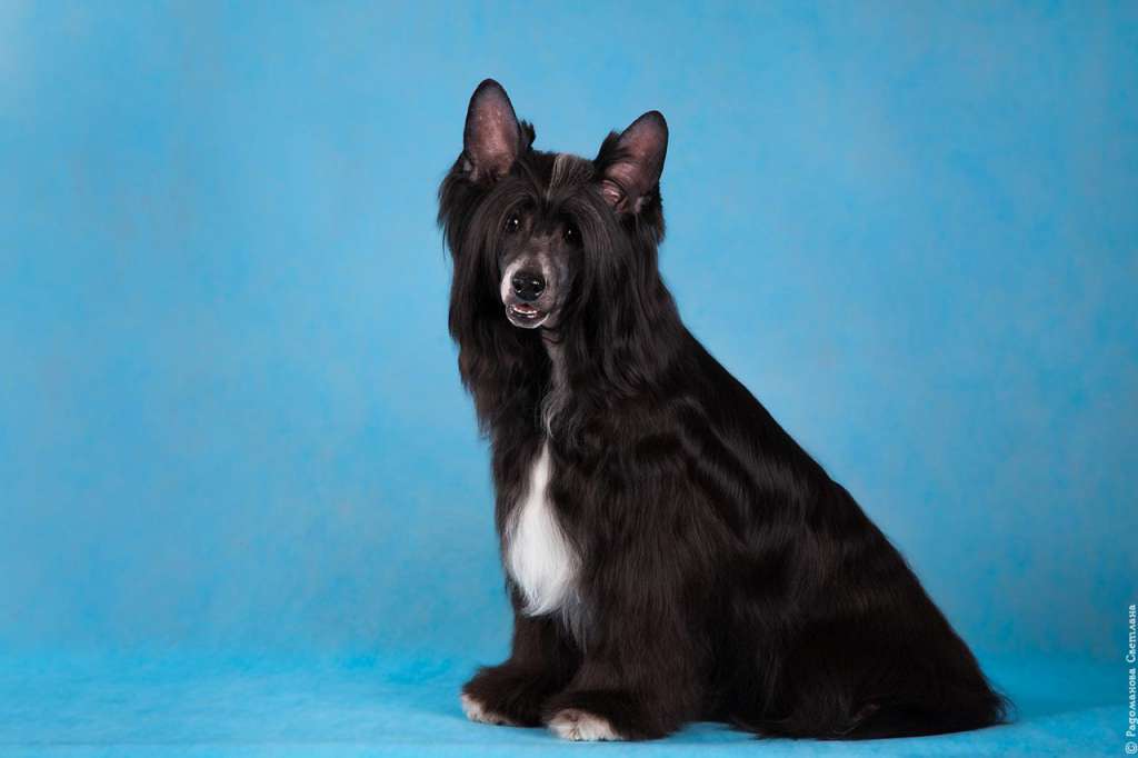 Lorita Star Zhelannyy Kavaler