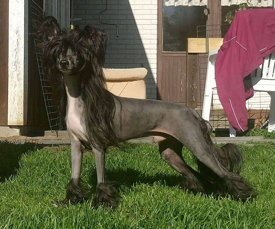 Lorita Star Zhenskiy Kapriz