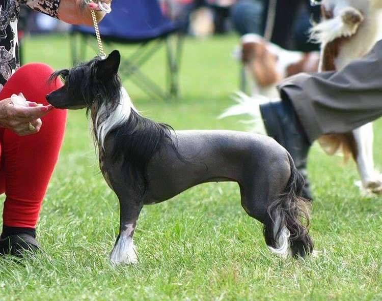 Lorita Star Zharkaya Noch'