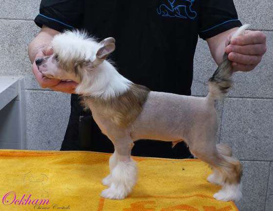 Question of Lust de Ockham