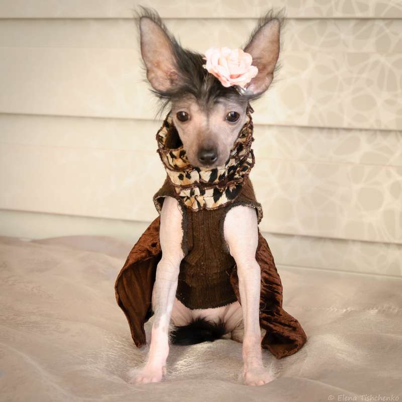 Paula Adele El Tiola