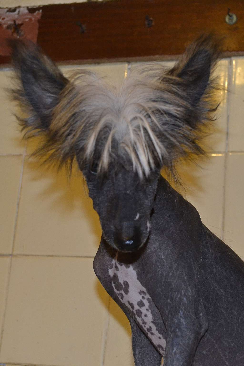 Zhizneradostnyi Ezhik