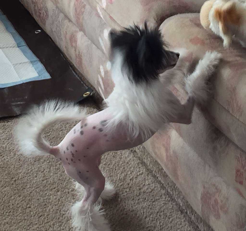 CedarFrost Viennese Waltz