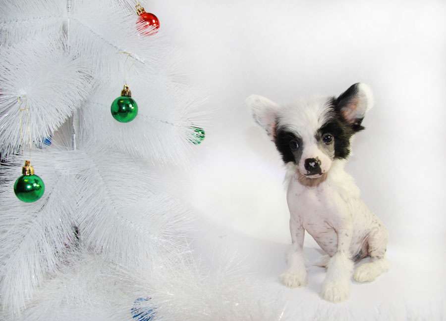 Grand Show legendary Star