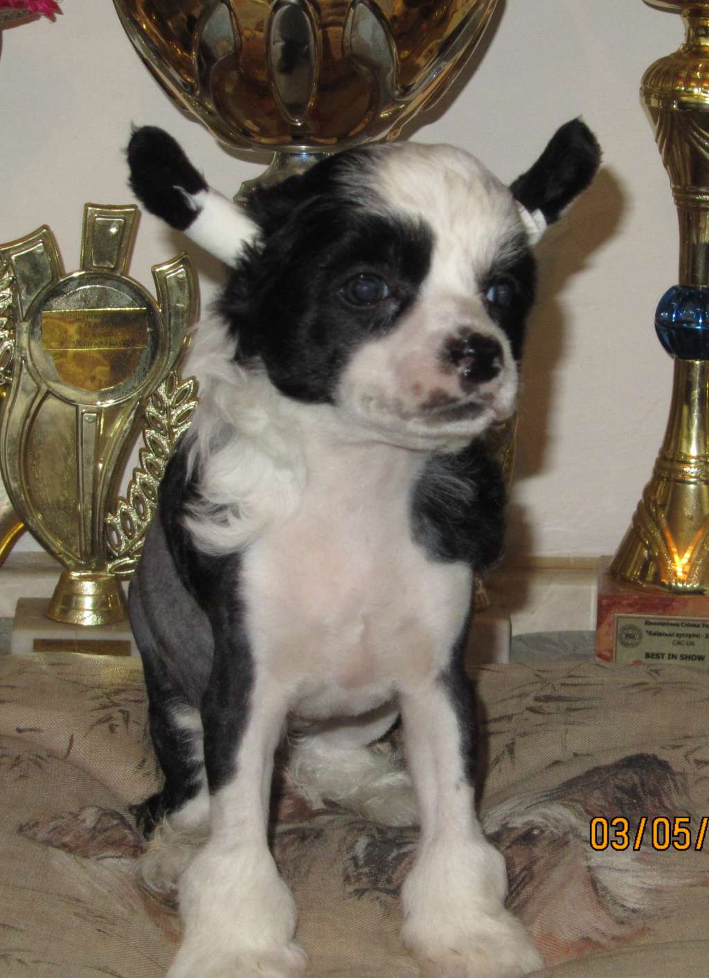 Tango Stelle  Dom Risorto