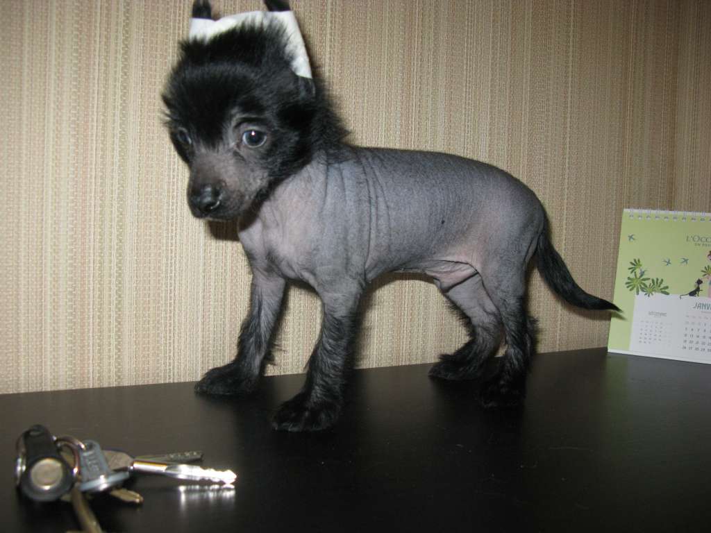 Vingover Absolyutli Friend