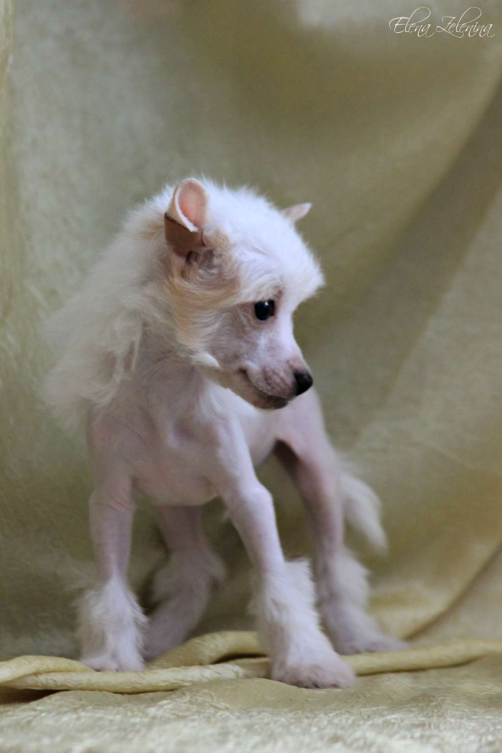 Dragotsennyi Dar Elit