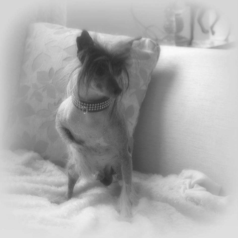 Tjiang's Mai's Hoshiko