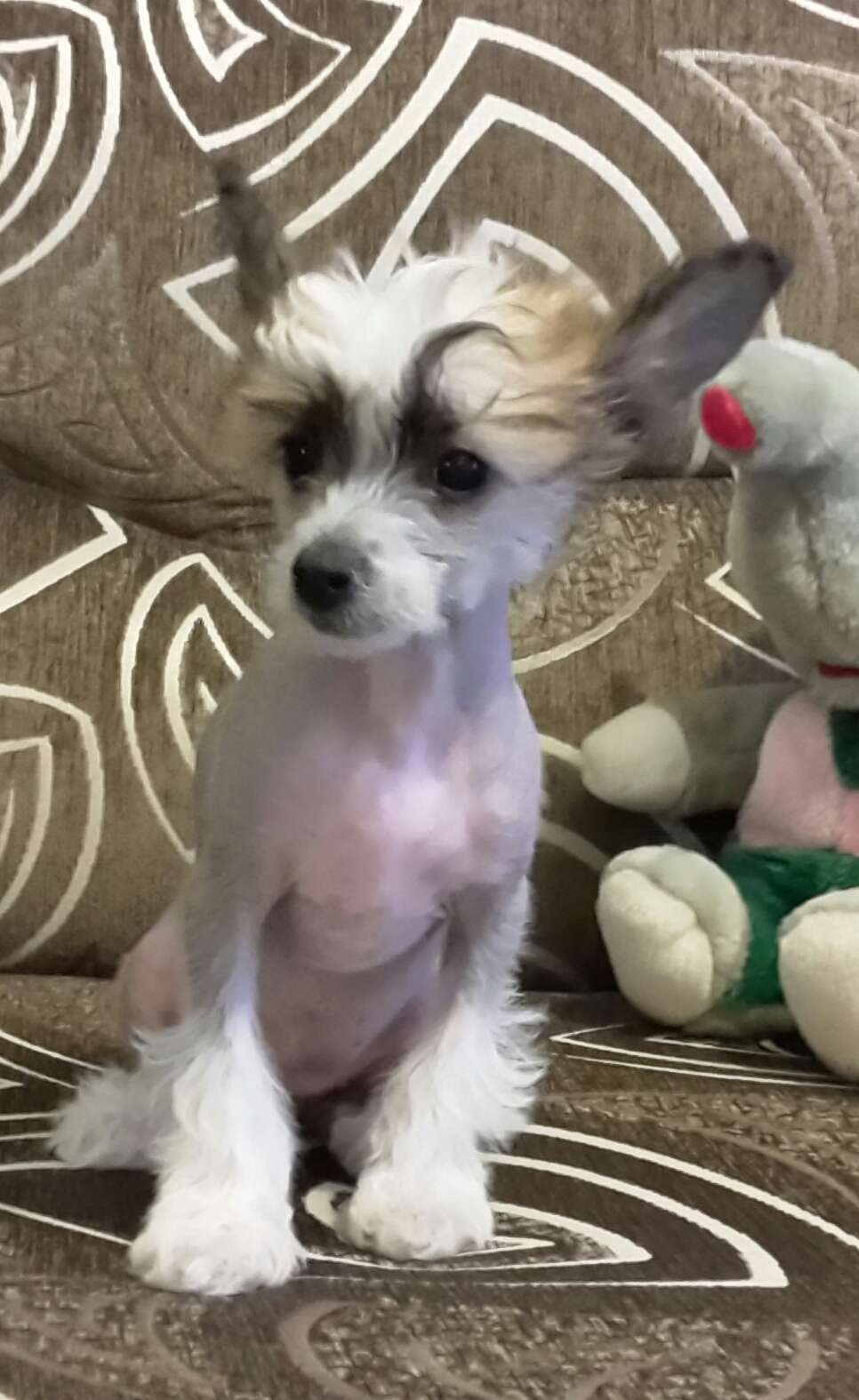 Bonnie Nimbo Di Gloria