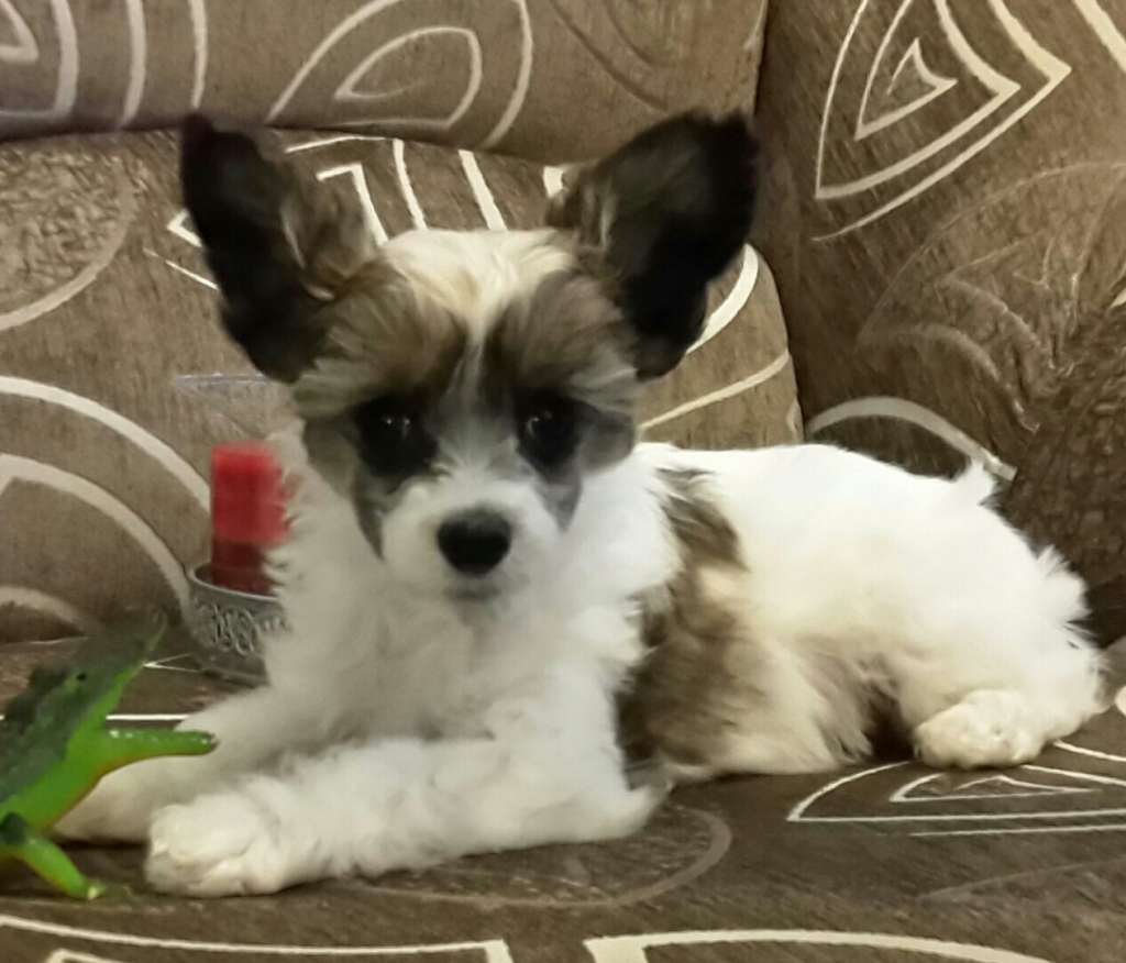 Belinda Nimbo Di Gloria