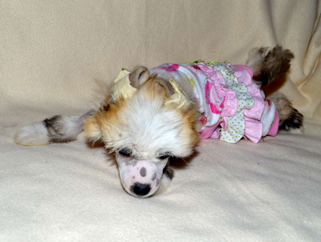 Queen Latifah von Shinbashi