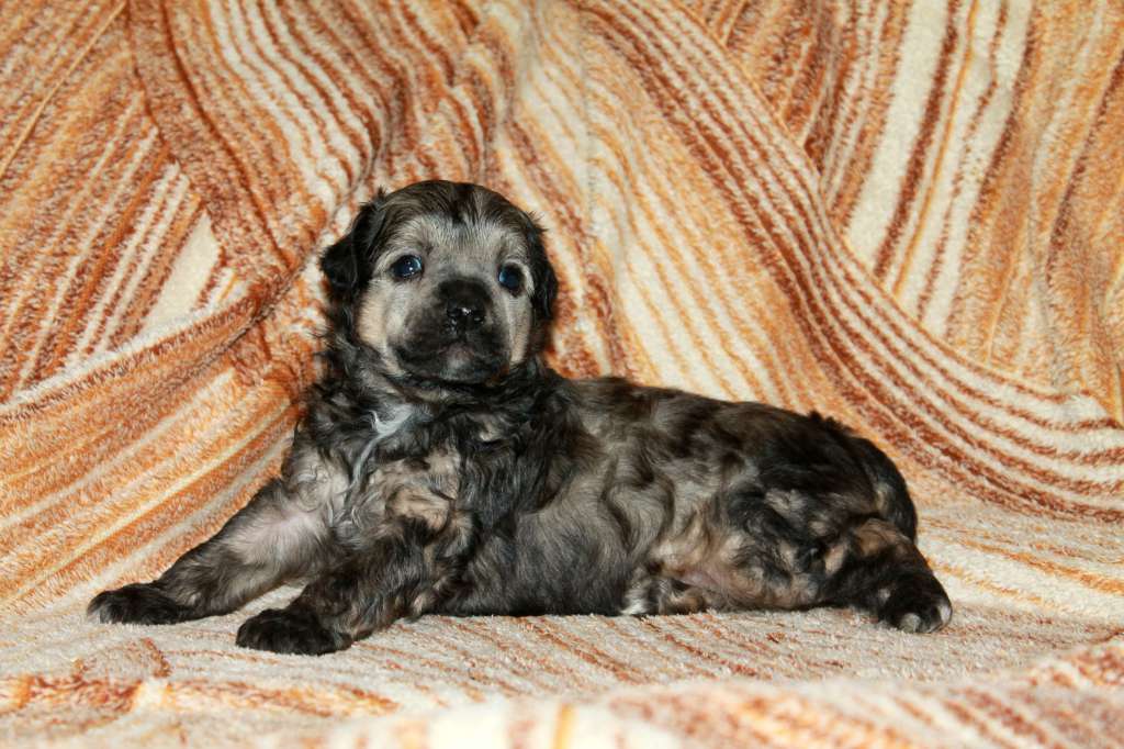 Nicolas Molosos Gratzi.