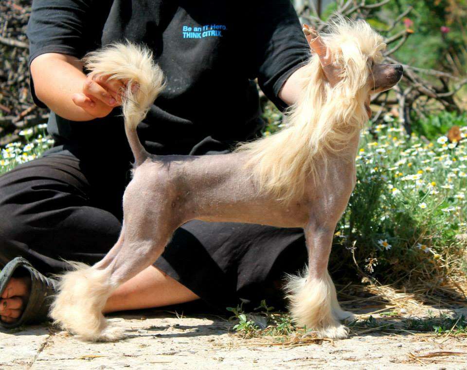 Nousha Molosos Gratzi