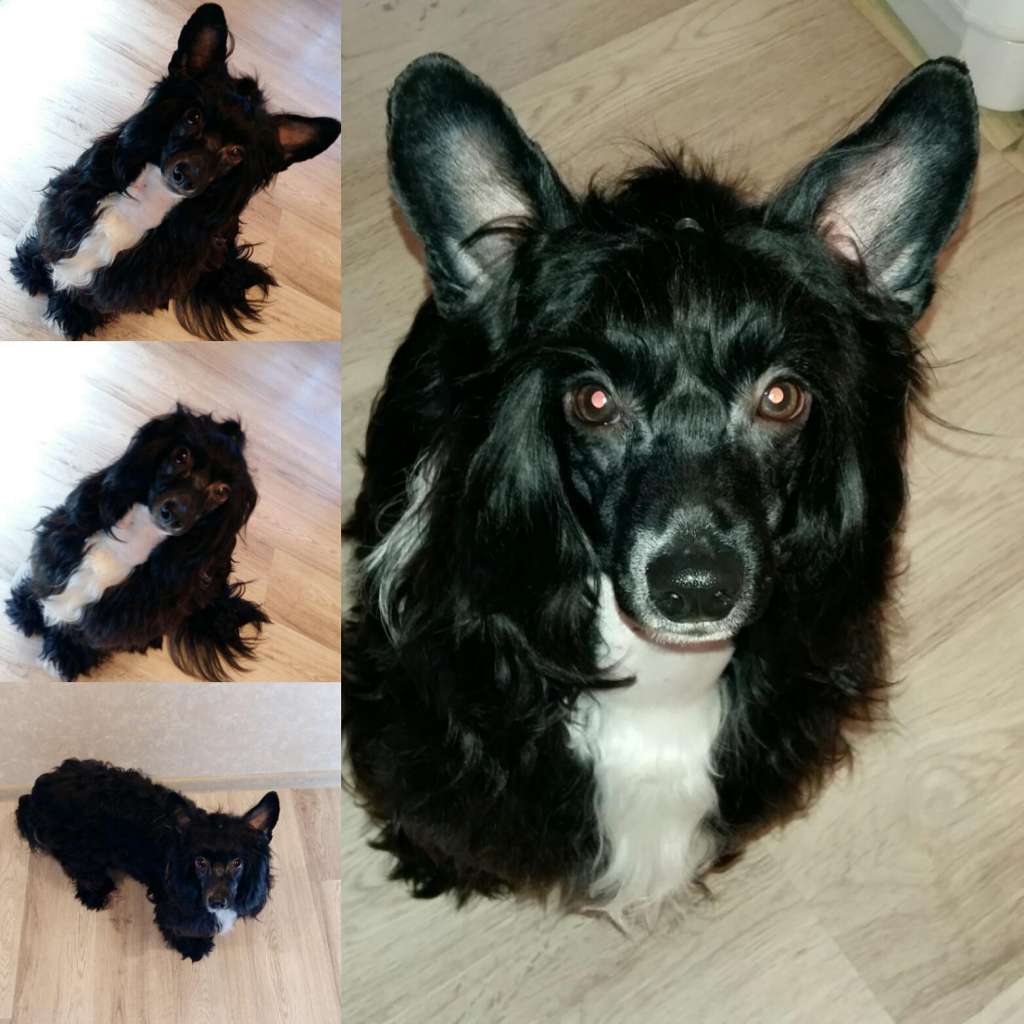 Anna Sky Kennel Valdemar