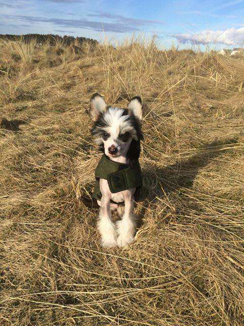 Artic Flyer's Ladykiller