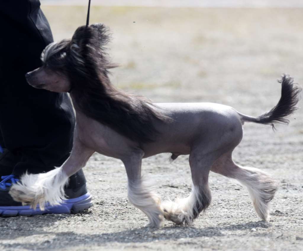 Artic Flyer's License To Kill