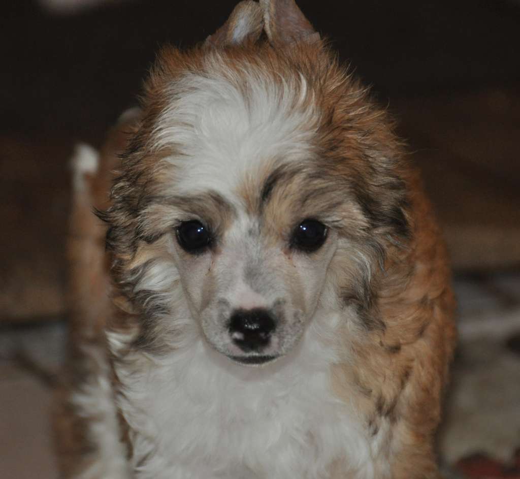 Jivago Little Champs