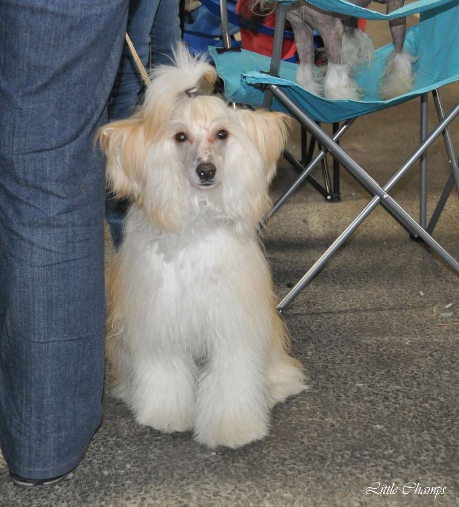 Jagger Little Champs