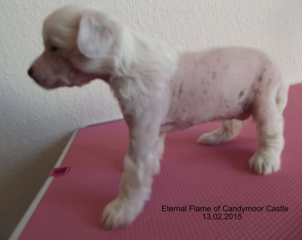 Eternal Flame of Candymoor Castle